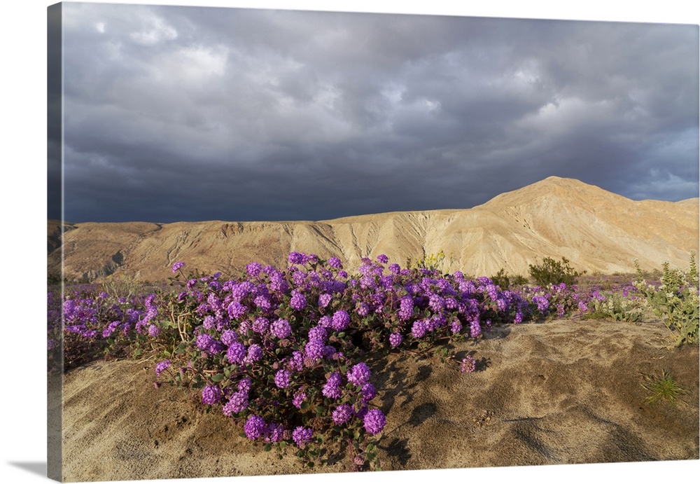 USA, California, Anza-Borrego Desert State Park. Purple sand verbena and arid desert hillside.