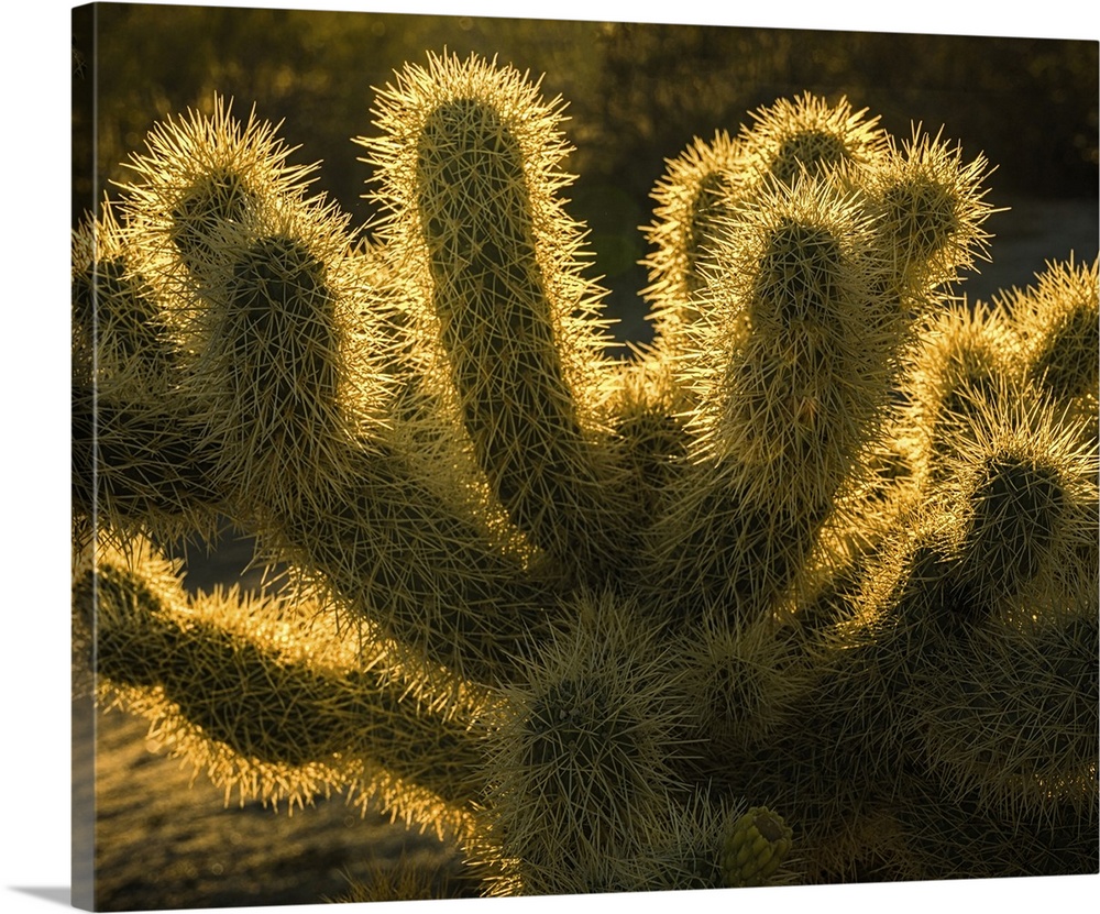 USA, California, Anza-Borrego Desert State Park. Backlit desert cactus.