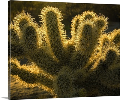 USA, California, Anza-Borrego Desert State Park, Backlit Desert Cactus