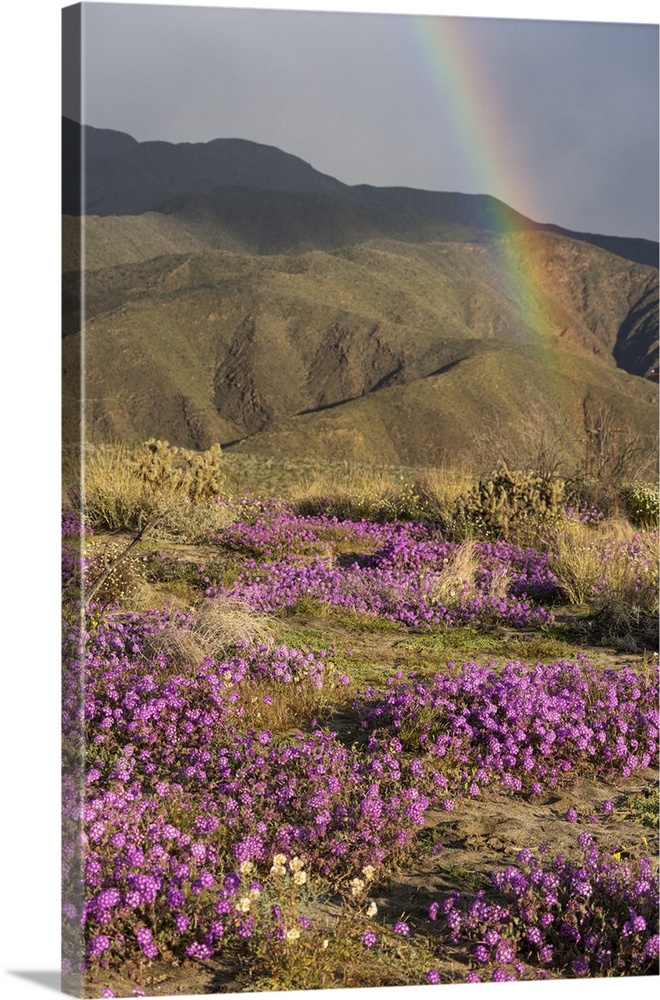 USA, California, Anza-Borrego Desert State Park. Rainbow over flowers and arid mountain landscape.