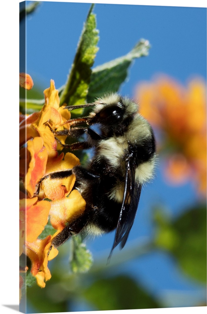USA, California. Bumble bee feeding on flower.