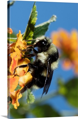 USA, California, Bumble Bee Feeding On Flower