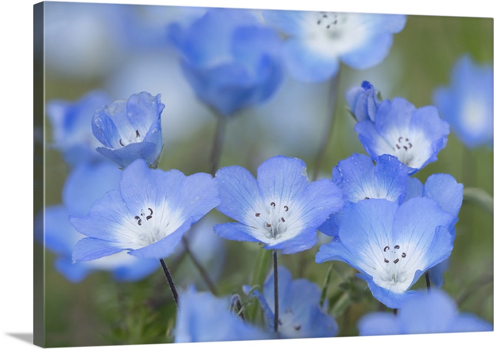 USA, California. Close-up of baby blue eyes flowers.