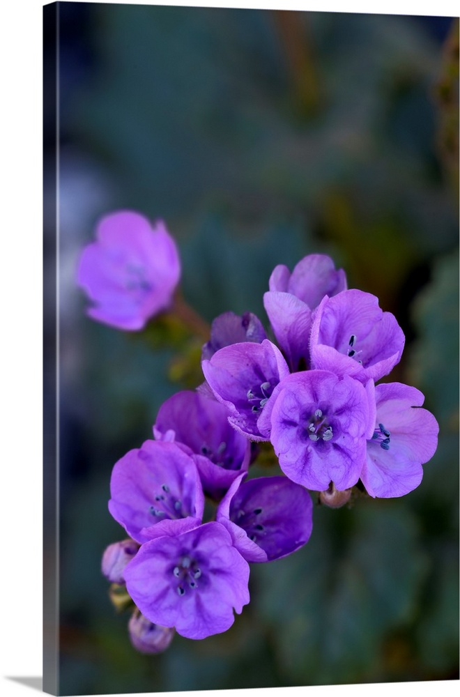 USA, California, Death Valley, Deep purple Notchleaf Phacelia wildflower.