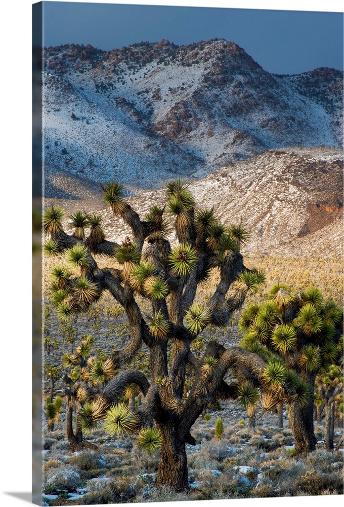 North America, USA, California, Death Valley National Park.  Joshua Trees in the Snow, Lee Flat, Death Valley National Par...