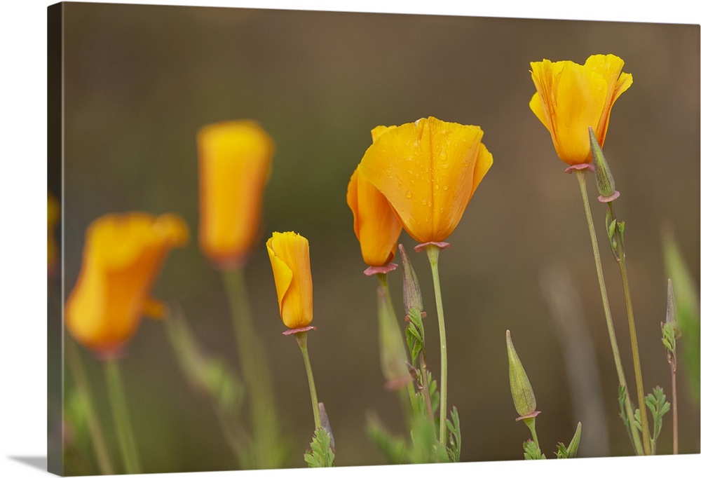 USA, California, Diamond Valley State Park. Close-up of yellow poppies.