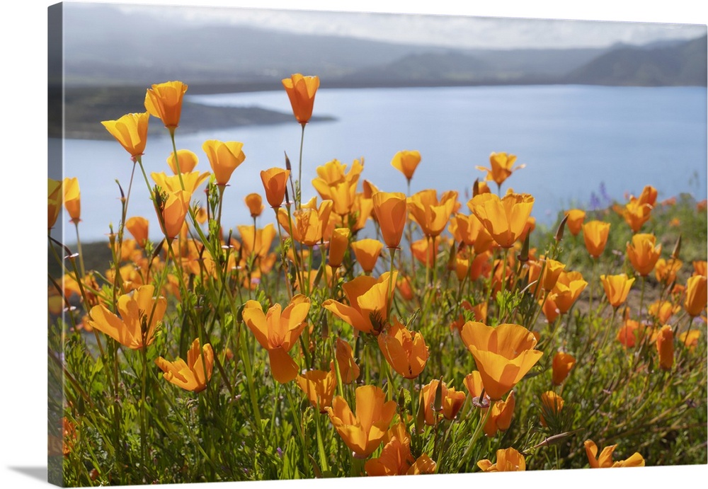 USA, California, Diamond Valley State Park. Close-up of yellow poppies.