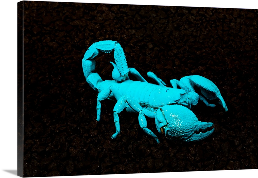 USA, California. Emperor scorpion under black light.