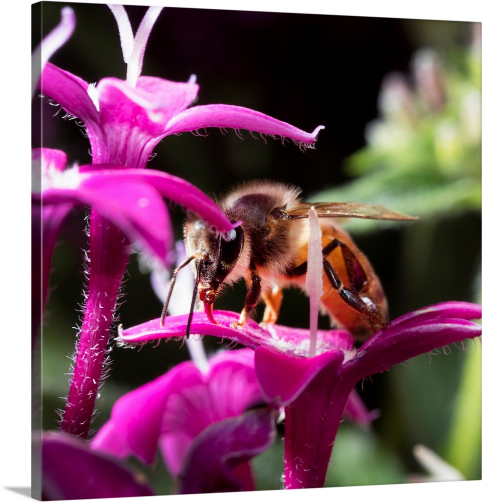 USA, California. Honey bee on flower.