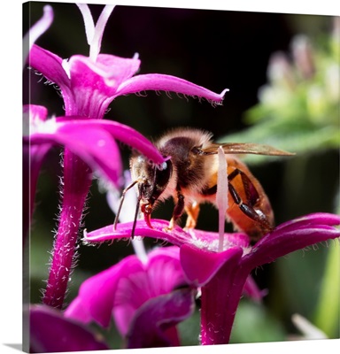 USA, California, Honey Bee On Flower