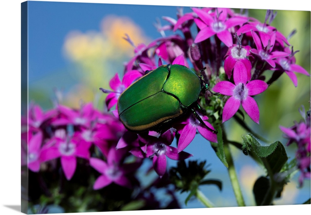 USA, California. June bug on flower.