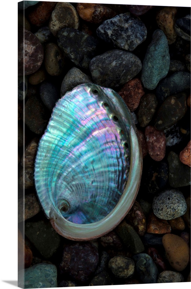 USA, California, La Jolla. Baby abalone shell on cobblestone beach.
