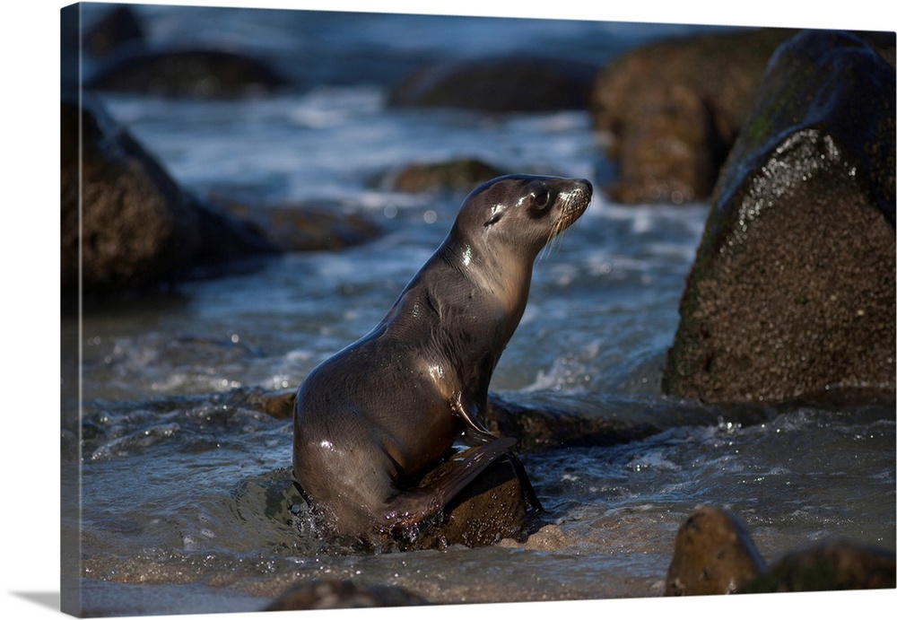USA, California, La Jolla. Baby sea lion on beach rock.