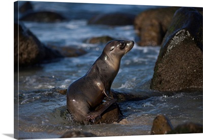 USA, California, La Jolla, Baby Sea Lion On Beach Rock