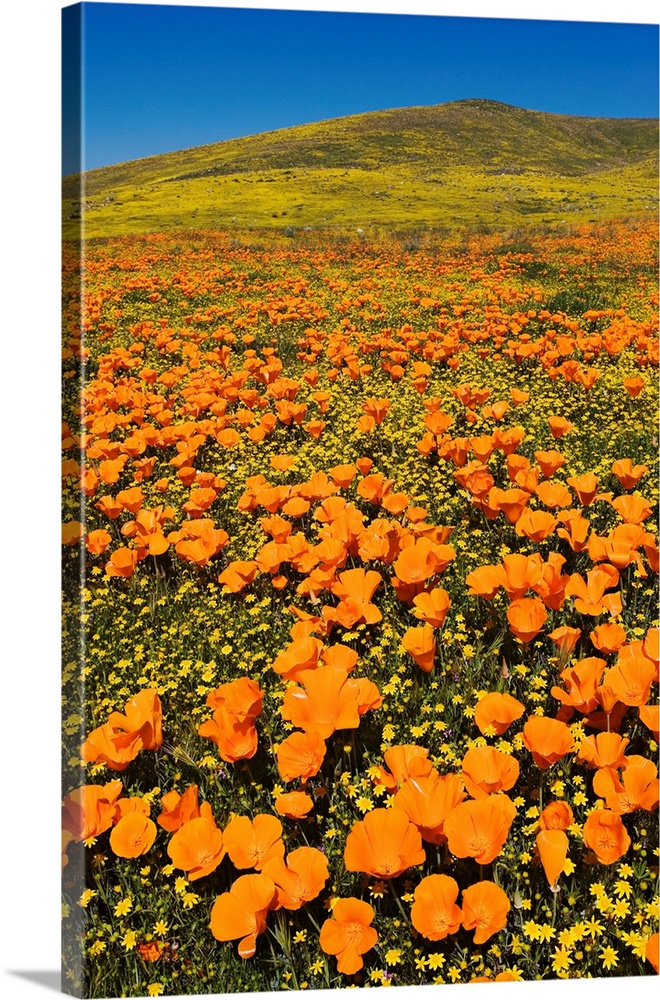USA, California, Lancaster. Poppies and goldfields bloom on hillside.
