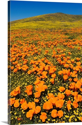 USA, California, Lancaster, Poppies And Goldfields Bloom On Hillside