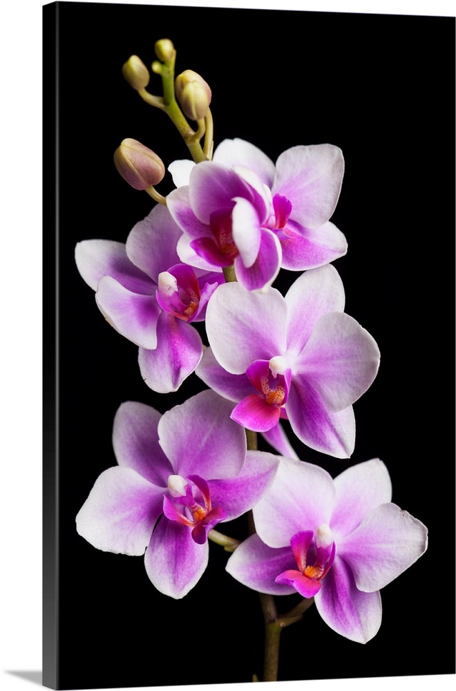 USA, California, Los Osos. Close-up of orchids.