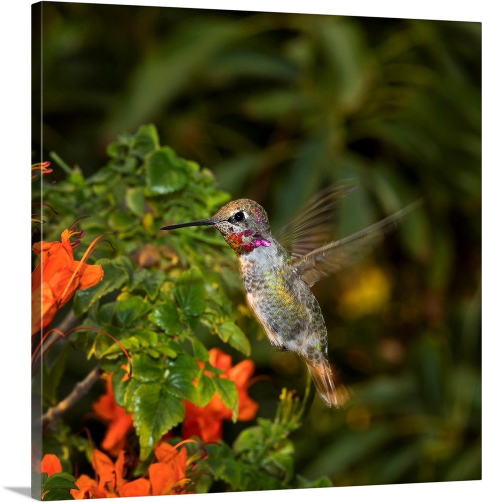 USA, California. Male Anna's hummingbird flying.
