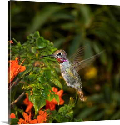 USA, California, Male Anna's Hummingbird Flying