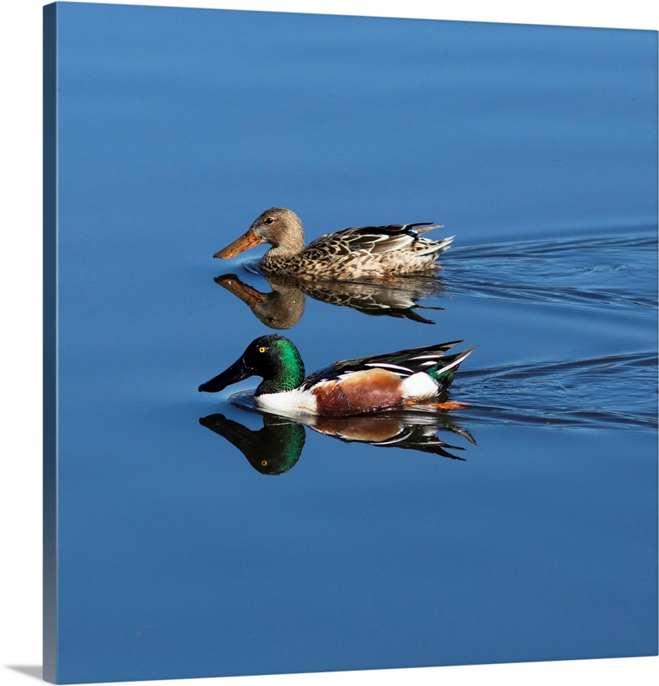 USA, California. Mated pair of ring-necked ducks swimming.