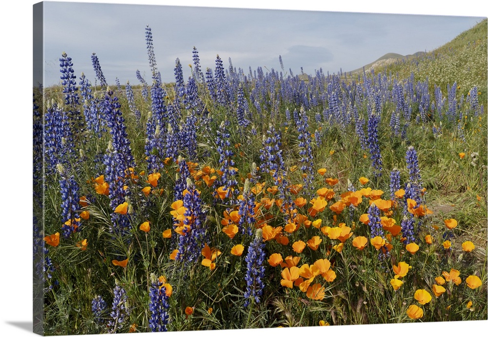 USA, California, Mojave Desert. California poppies and silver lupine flowers in the spring.