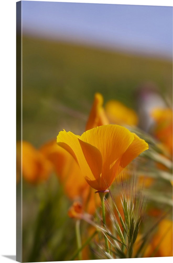 USA, California, Mojave Desert. California poppies close-up.