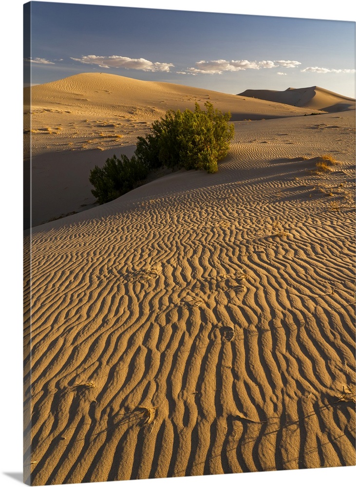 USA, California. Mojave Trails National Monument, Cadiz Dunes.