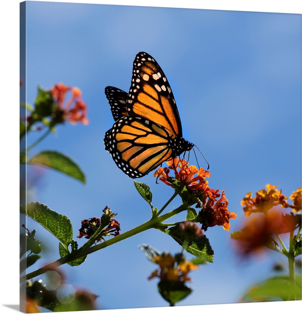 USA, California. Monarch butterfly on lantana flower.