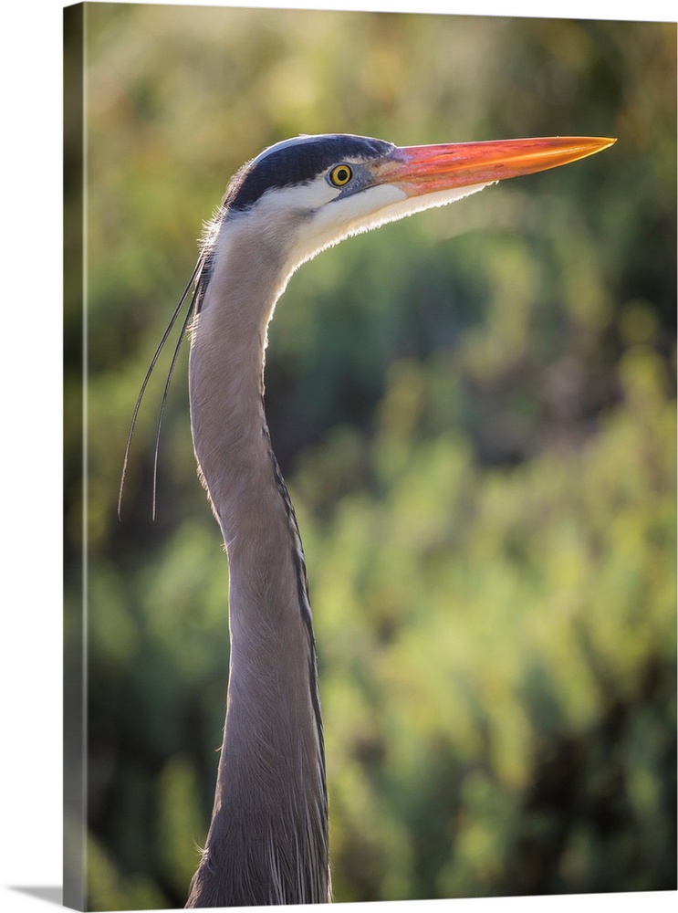 USA, California, Morro Bay State Park. Great blue heron close-up.