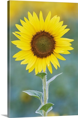 USA, California, Napa Valley, Close-Up Of Sunflower