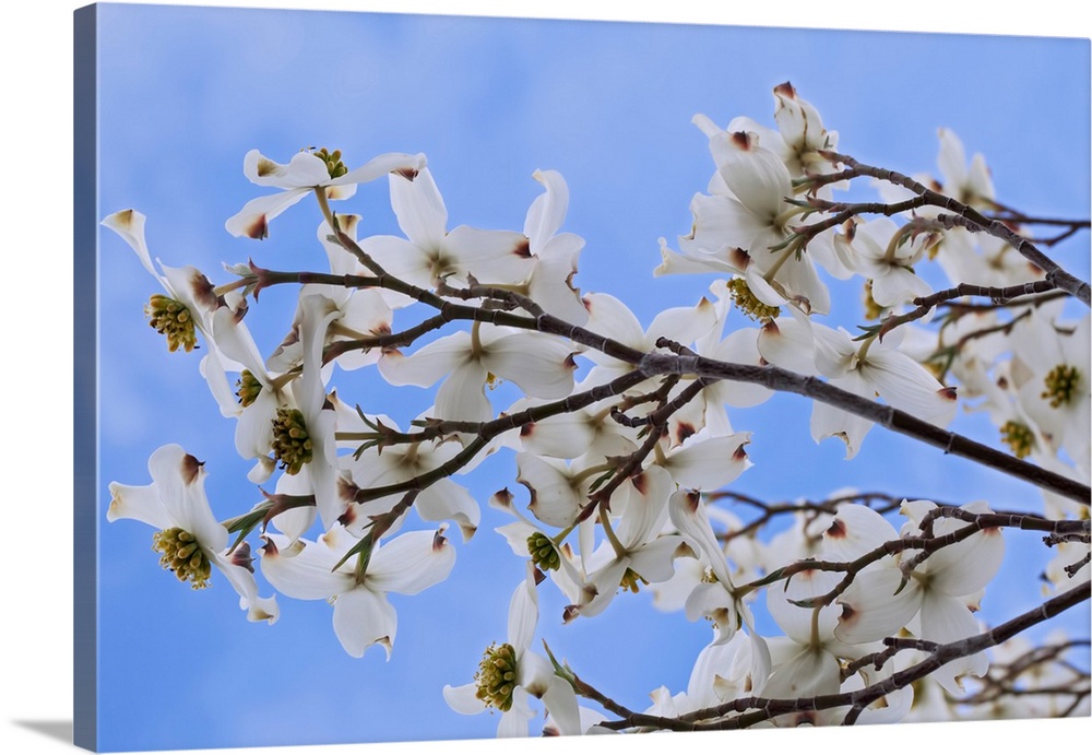 USA, California, Owens Valley. Blooming dogwood tree.