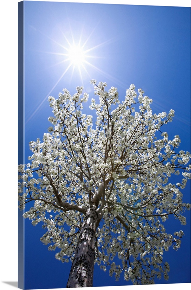 USA, California, Owens Valley. Flowering pear tree.
