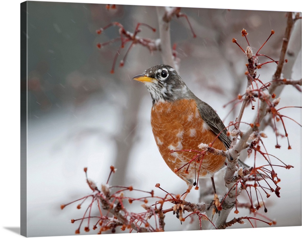 USA, California, Owens Valley. Robin on pear tree.