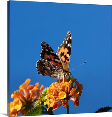 USA, California, Painted Lady Butterfly On Lantana Flowers