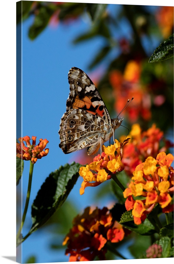 USA, California. Painted lady butterfly on lantana flowers.