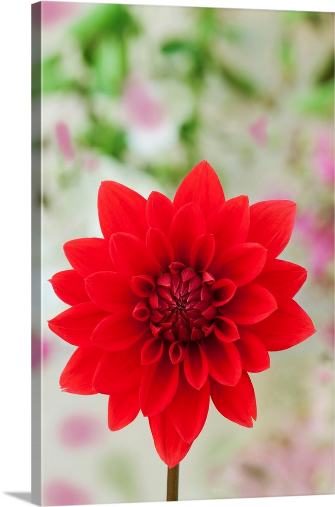 USA, California. Red dahlia close-up.