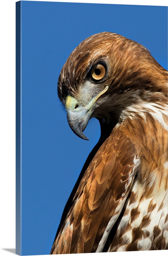 USA, California. Red-shouldered hawk portrait.