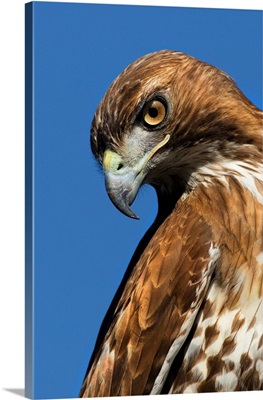 USA, California, Red-Shouldered Hawk Portrait