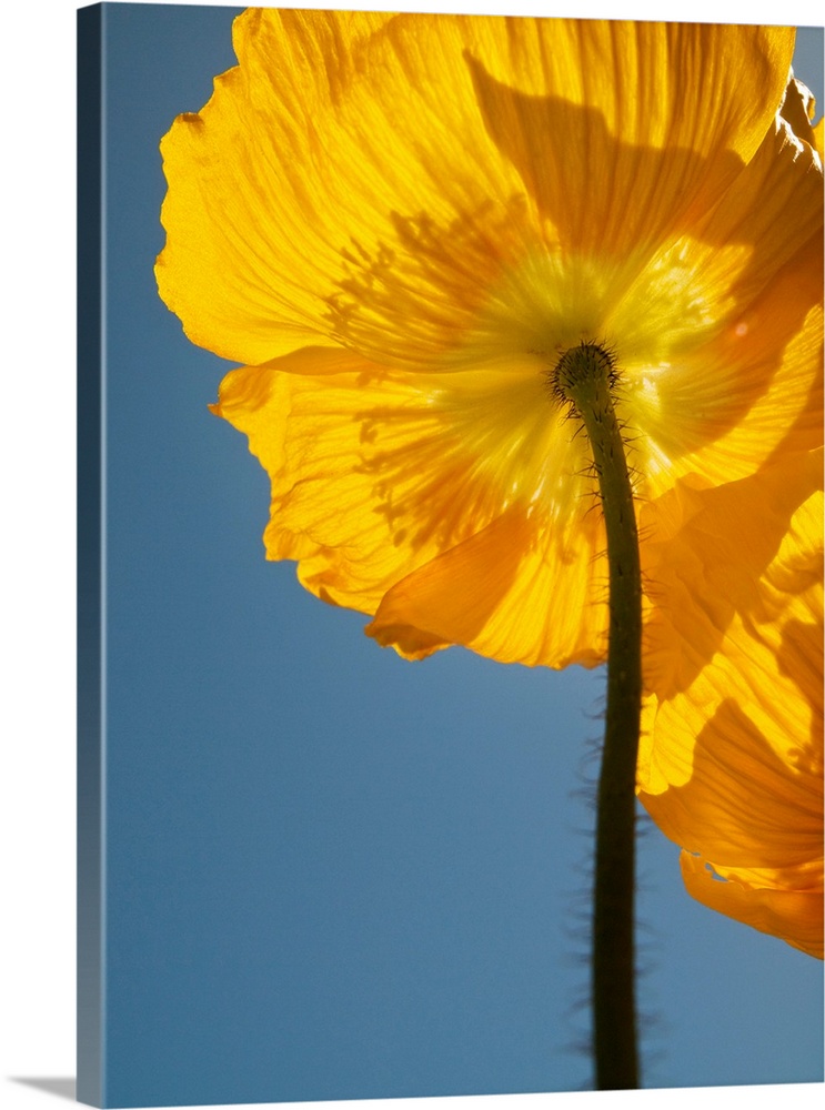 USA, California, San Diego, Iceland poppy.