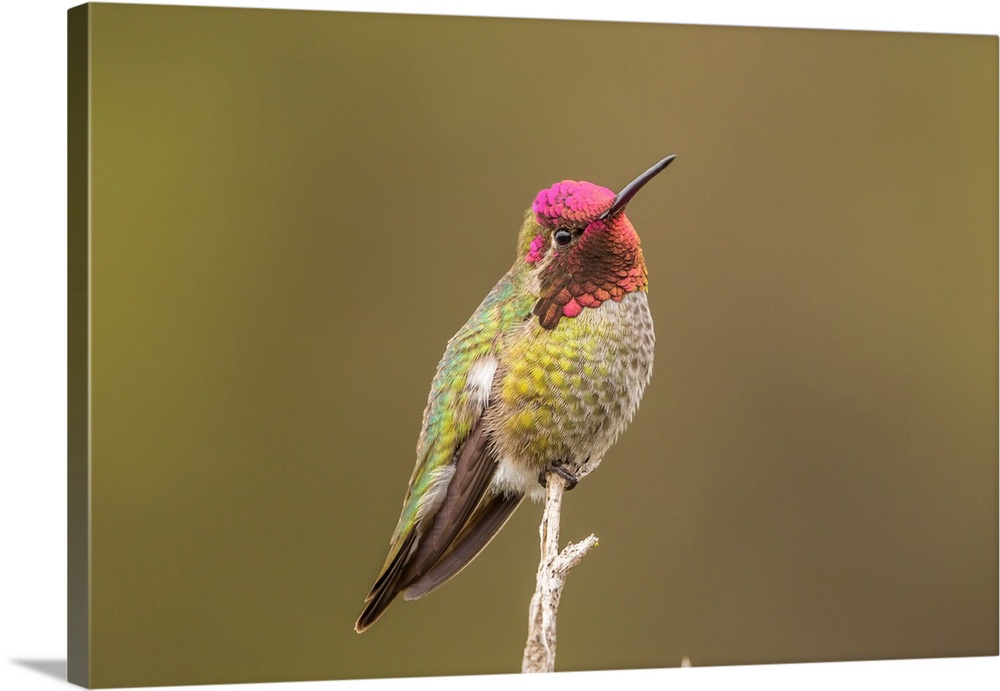 USA, California, San Luis Obispo County. Male Anna's hummingbird displaying colors.