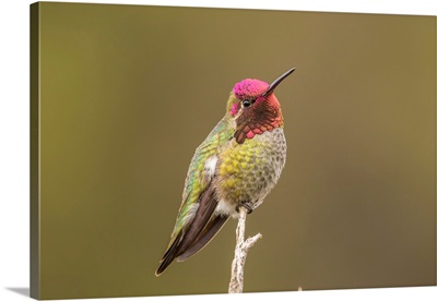 USA, California, San Luis Obispo County, Male Anna's Hummingbird Displaying Colors