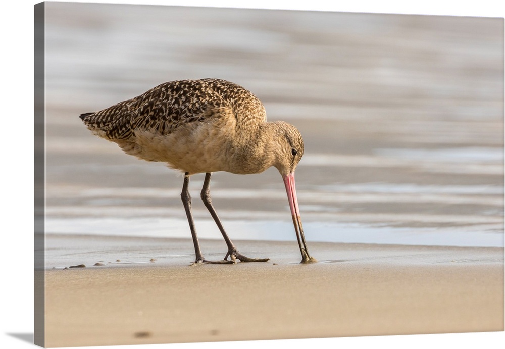 USA, California, San Luis Obispo County. Marbled godwit foraging in sand.