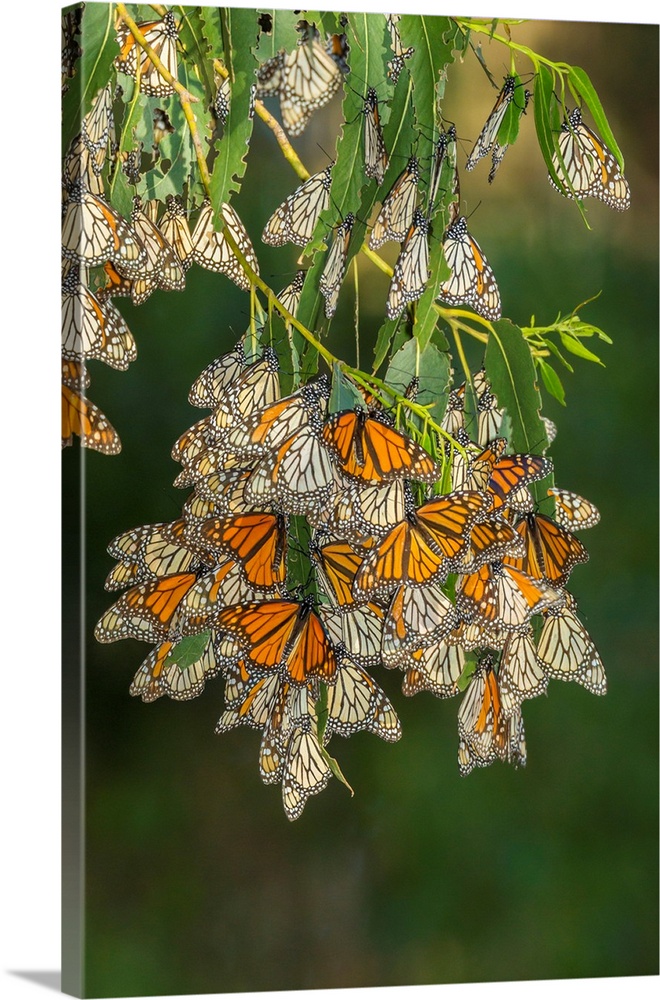 USA, California, San Luis Obispo County. Monarch butterflies in wintering cluster.