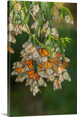 USA, California, San Luis Obispo County, Monarch Butterflies In Wintering Cluster