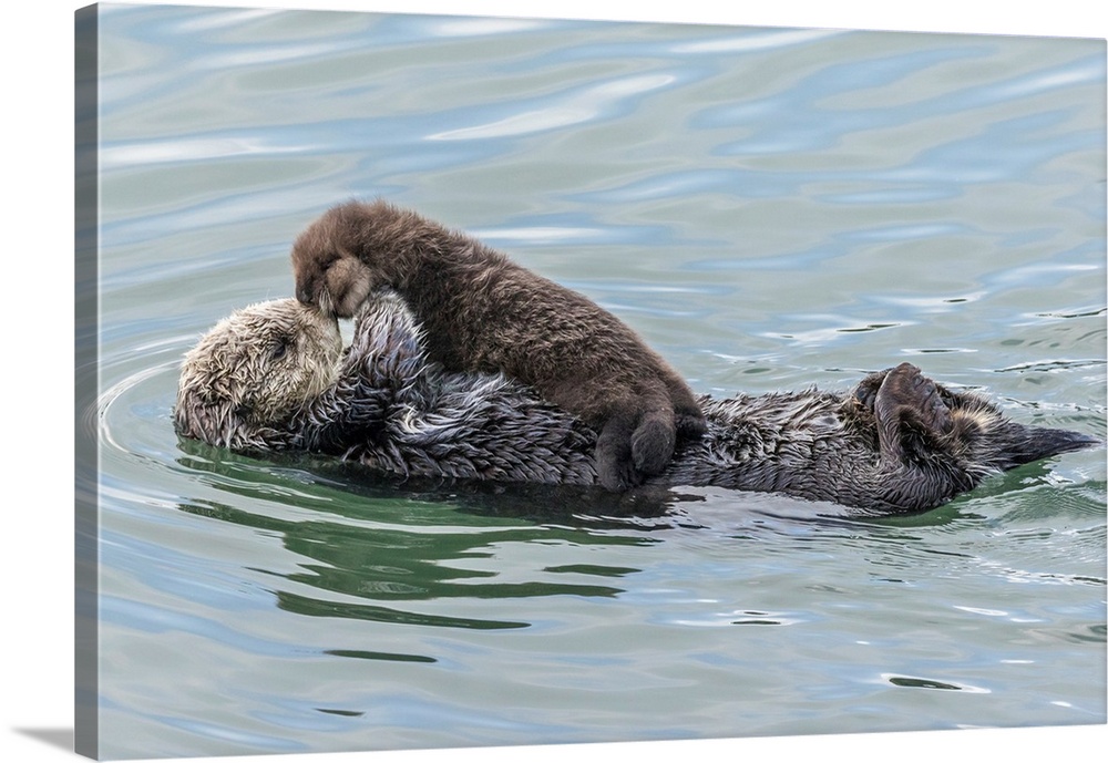 USA, California, San Luis Obispo County. Sea otter mother and pup.