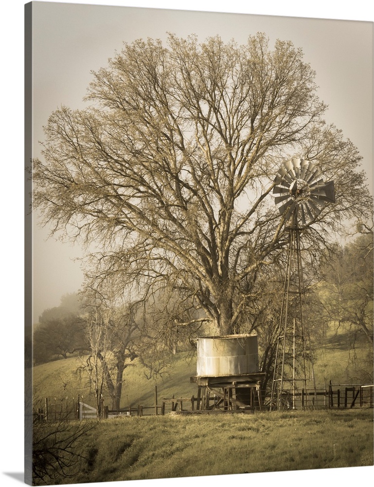 USA, California, Shell Creek Road. Windmill, water tank and oak tree.