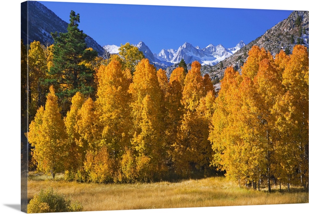 USA, California, Sierra Nevada Mountains. Aspens in autumn.