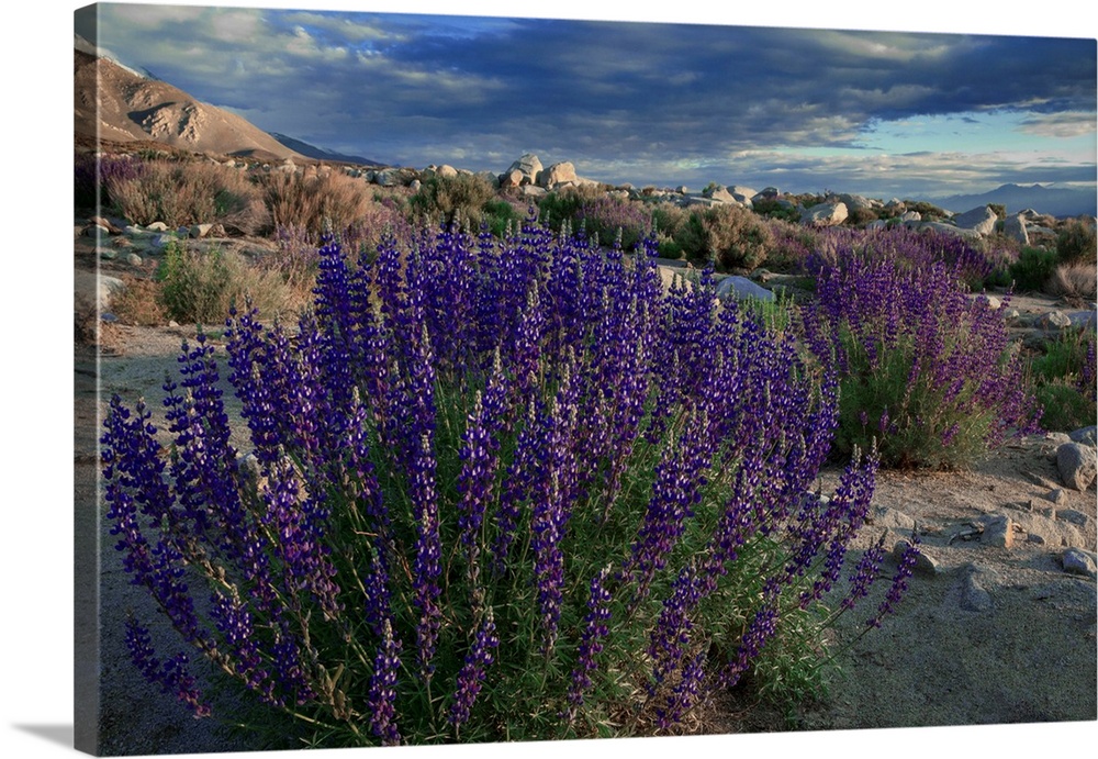 USA, California, Sierra Nevada Mountains. Landscape with Inyo bush lupine.