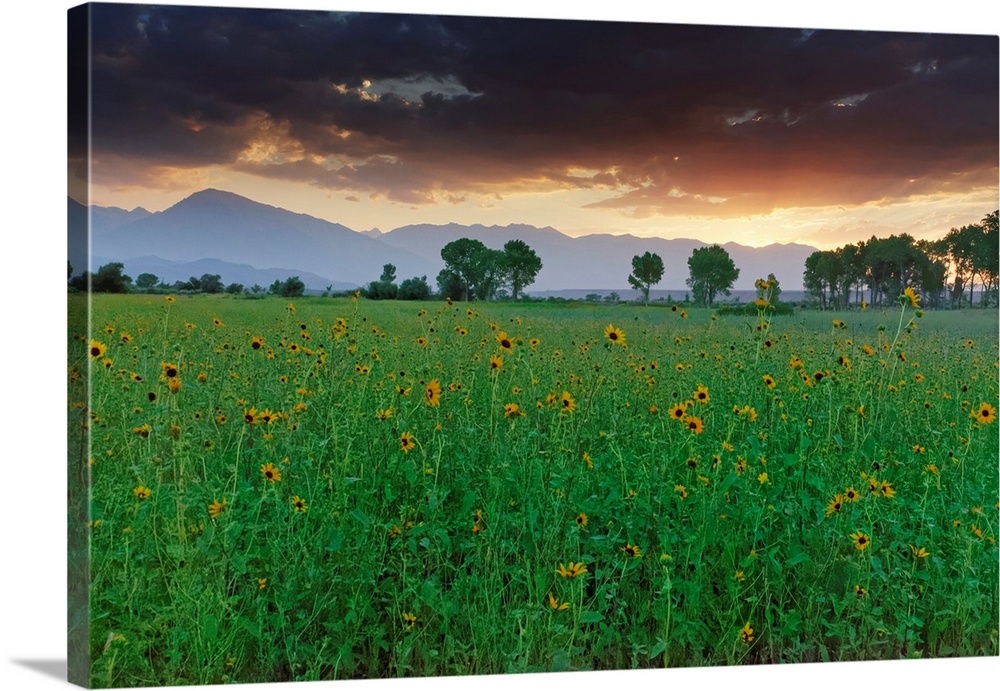 USA, California, Sierra Nevada Mountains. Sunflowers in Owens Valley at sunset.