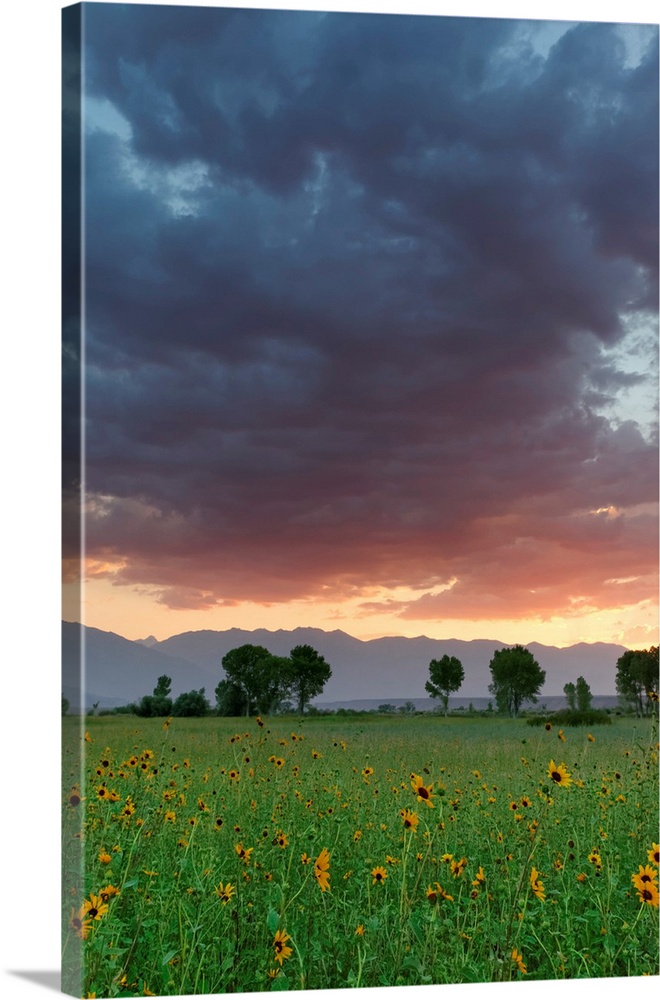 USA, California, Sierra Nevada Mountains. Sunflowers in Owens Valley at sunset.